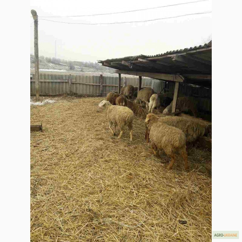 Фото 5. Продам овец на мясо и на развод, порода цыгай и гисар