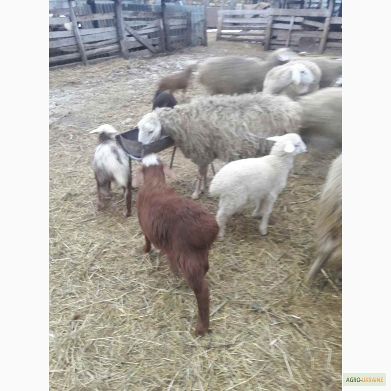 Фото 6. Продам овец на мясо и на развод, порода цыгай и гисар