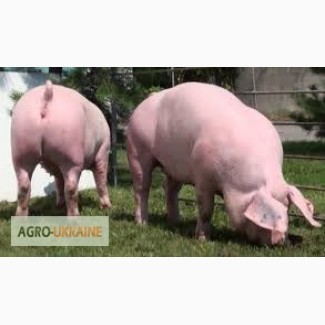 Свиньи 130-150 кг, 3-ох породка