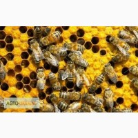 Продам пчелопакеты 2017