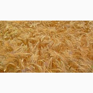Закупаем оптом зерновые культуры (Пшеница 2-6 класс)