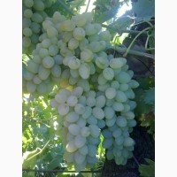 Продам арочный виноград