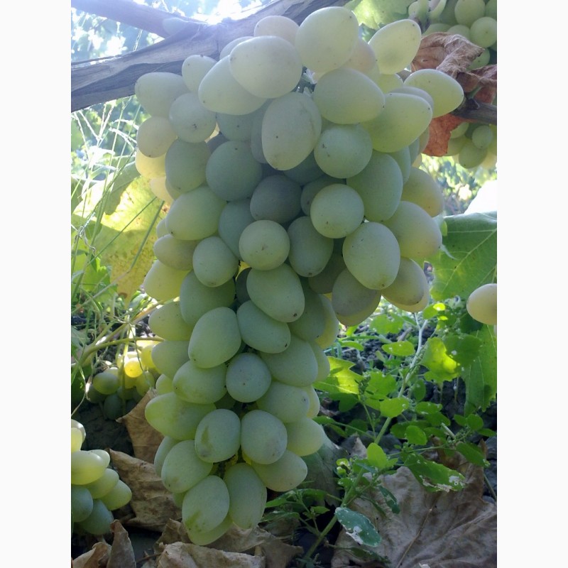 Фото 2. Продам арочный виноград