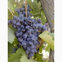 Продам арочный виноград
