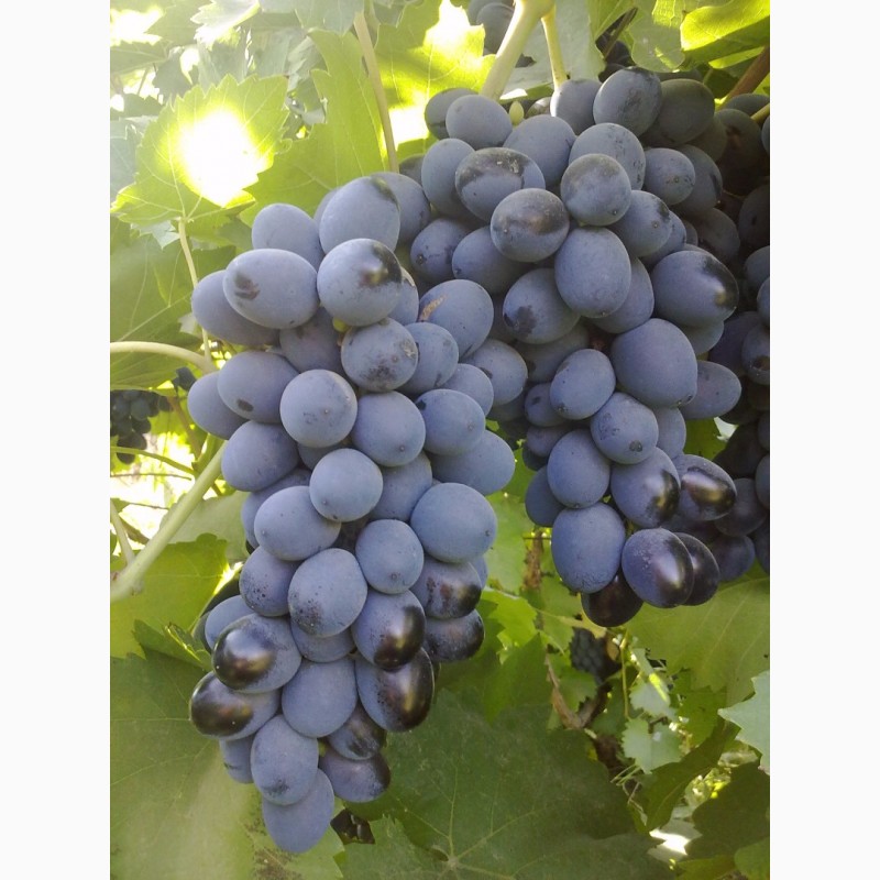 Сорт винограда арочный фото и описание