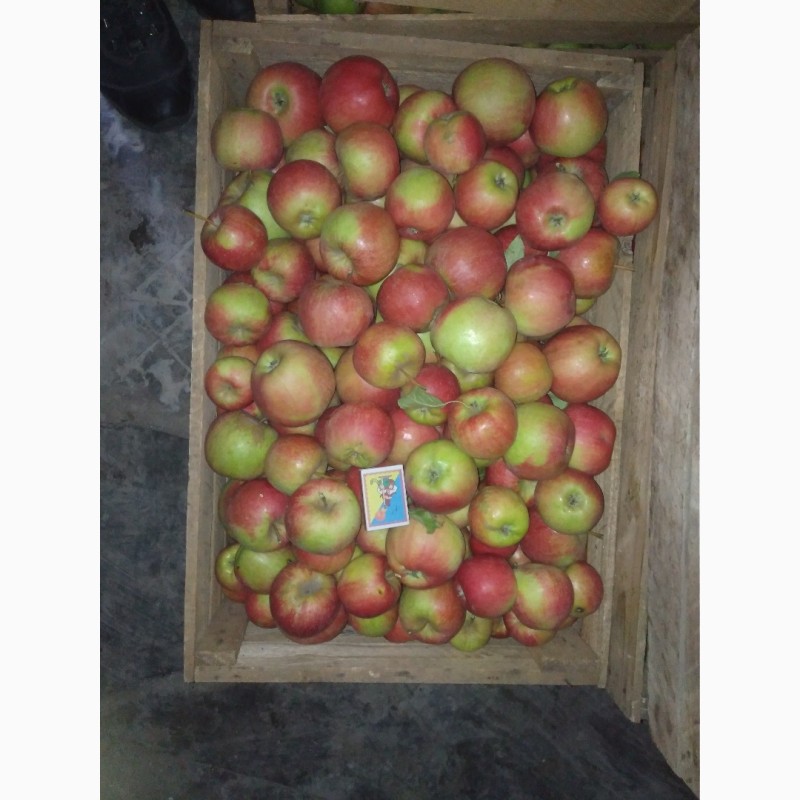 Фото 4. Продам яблоко Флорина 1 сорт. Оптом 2 тонны