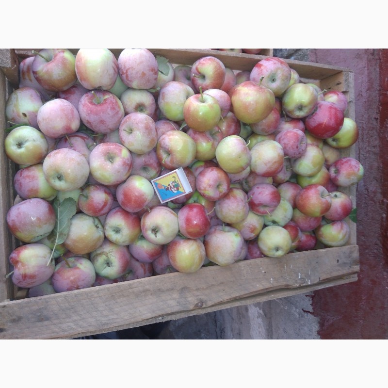 Фото 5. Продам яблоко Флорина 1 сорт. Оптом 2 тонны