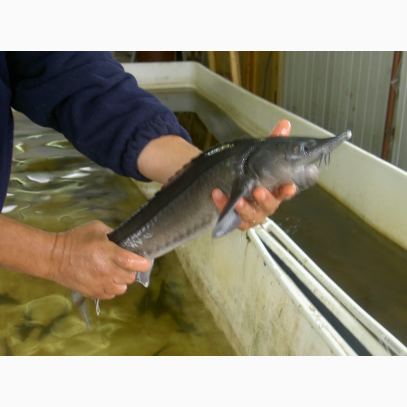 Живая рыба Осетр, Стерлядь. Тушка от 1-5 кг