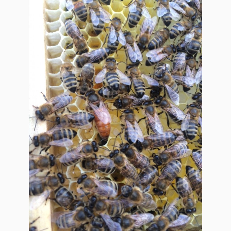 Продам пчеломаток породи Бакфаст