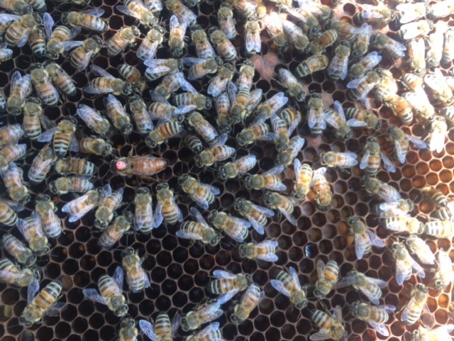 Фото 2. Продам пчеломаток породи Бакфаст