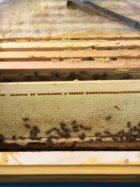 Фото 4. Продам пчеломаток породи Бакфаст