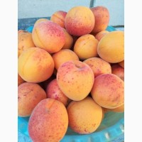 Продам абрикосы запашыстые, домашние
