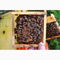 Бджоломатки Українська Степова порода