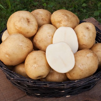 ПРОДАМ картофель белороса