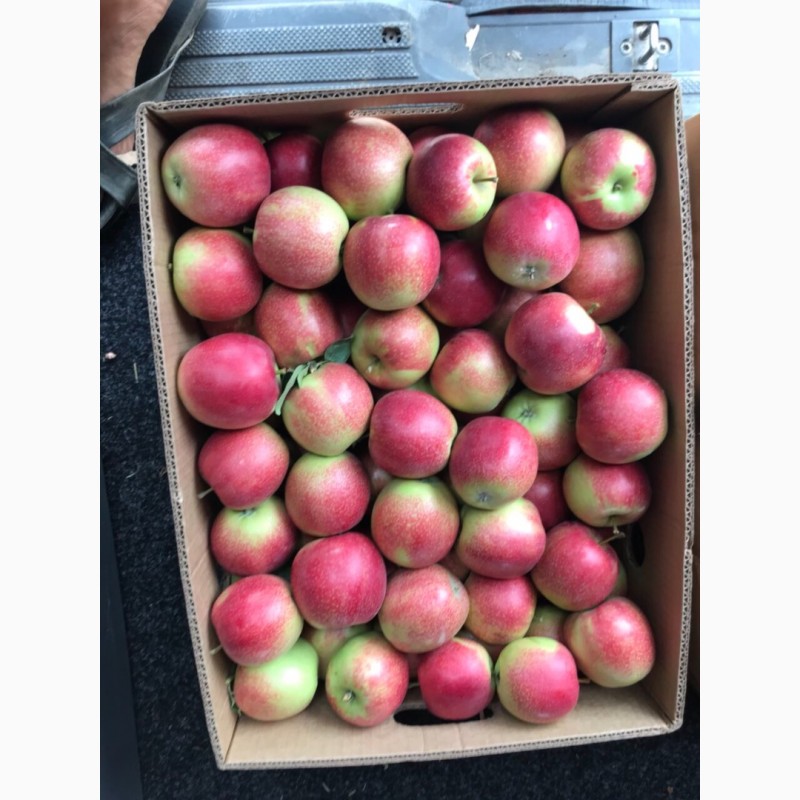 Фото 4. Продам яблока літних сортів