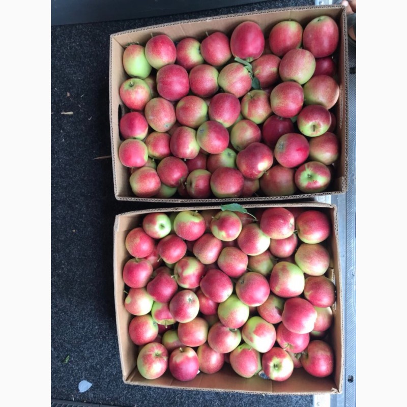 Фото 5. Продам яблока літних сортів
