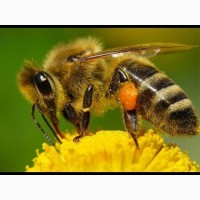 Серая горная кавказская пчела пчелопакеты матки