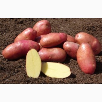 Картофель Беллпроза цена 4 грн. опт урожай 2018 идеальный картофель