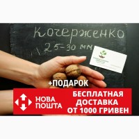Семена грецкий орех сорт Кочерженко(10 штук калибр 25-30 мм) саженцы, насіння