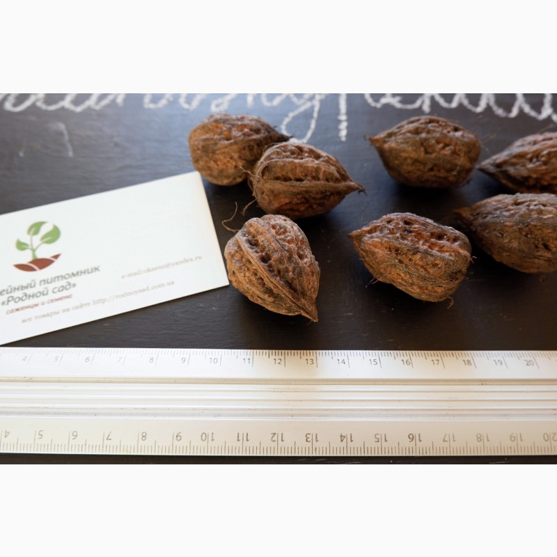 Фото 2. Манчжурский орех семена (10 шт) для выращивания саженцев насіння горіх на саджанці