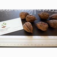 Манчжурский орех семена (10 шт) для выращивания саженцев насіння горіх на саджанці