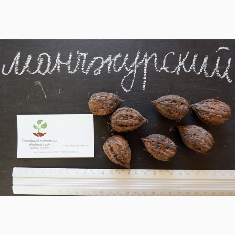 Фото 3. Манчжурский орех семена (10 шт) для выращивания саженцев насіння горіх на саджанці