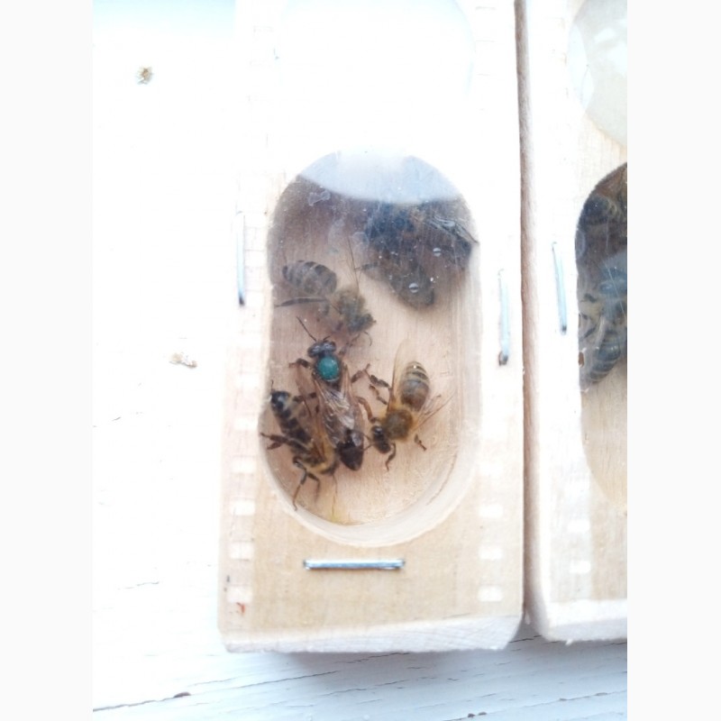 Фото 9. Бджоломатки карпатки вучківського типу 2019