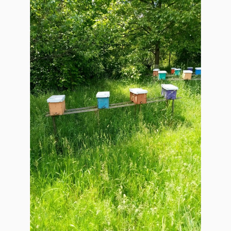 Фото 4. Бджоломатки карпатки вучківського типу 2019