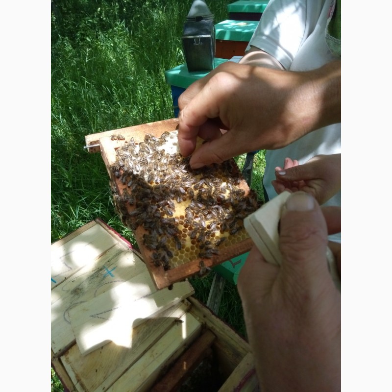 Фото 6. Бджоломатки карпатки вучківського типу 2019