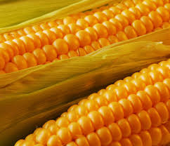 Фото 4. Куплю кукурудзу. Самовивіз