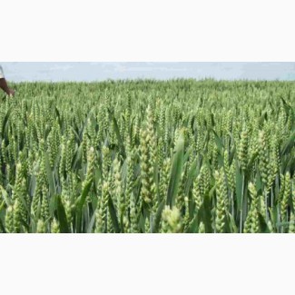 Озима пшениця Мелодія Одеська (доступна держ компенсация)