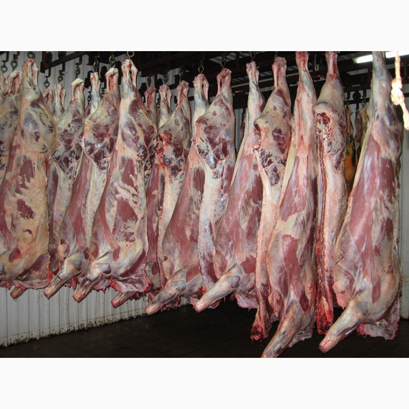 Фото 5. Продам Мясо говядины на кости
