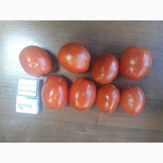 Продам томат грунтовой, номерная слива