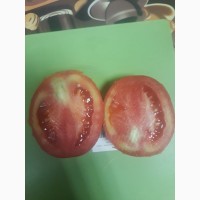 Продам томат грунтовой, номерная слива