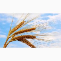 Семена пшеницы озимый Канадский сорт, насіння пшениці Еліта CANMOR