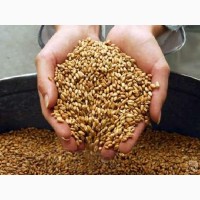 Продам пшеницу оптовая цена от 225$ (CIF)