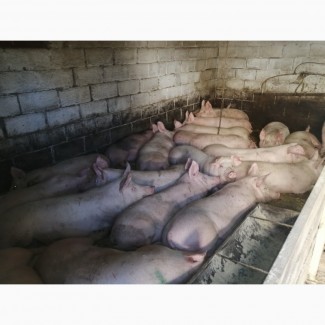Продам свиней (ландрас) вага 120-150кг