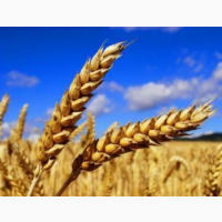 Продам посевную пшеницу ДАРИНКА