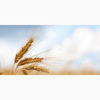Покупаем пшеницу 2-го и 3-го класса, по Днепропетровской и соседних областях