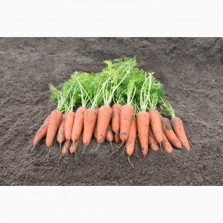 Морковь Средняя и Крупная на выбор, Абако