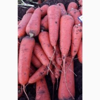 Продам морковь, отличное качество