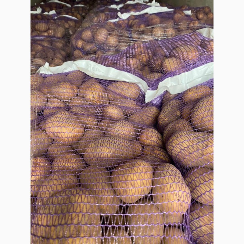 Фото 4. Продам продовольственный картофель, 5+ из Литвы