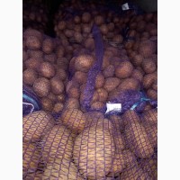 Продам продовольственный картофель, 5+ из Литвы