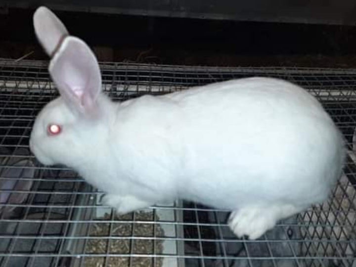 Фото 2. Продам кролі (кролики) Каліфорнія, термон, полтавське срібло
