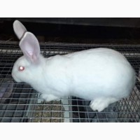 Продам кролі (кролики) Каліфорнія, термон, полтавське срібло