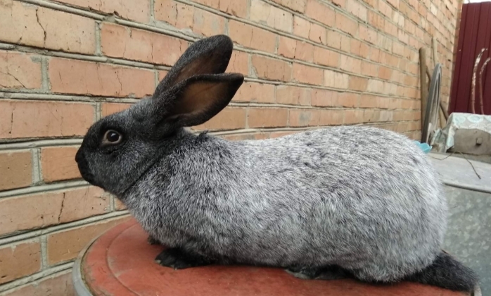 Фото 3. Продам кролі (кролики) Каліфорнія, термон, полтавське срібло