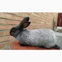 Продам кролі (кролики) Каліфорнія, термон, полтавське срібло