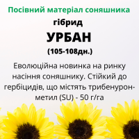 Високоврожайний гібрид соняшника - УРБАН OR7