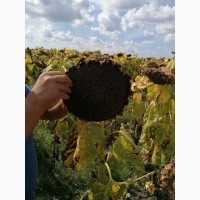 Високоврожайний гібрид соняшника - УРБАН OR7