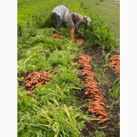Морковь свежак с поля опт